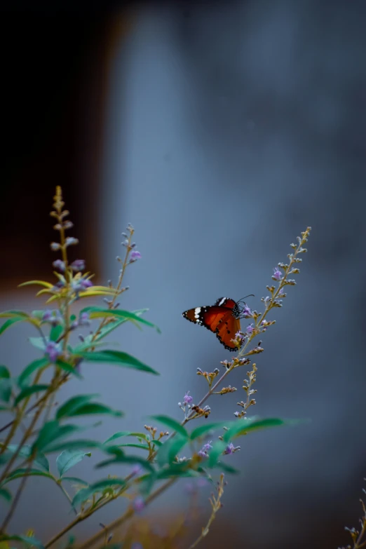 the small orange and black erfly sits on a plant