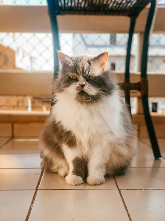 a large cat sits under a chair in a house