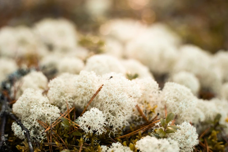 some grass with some small white stuff on it