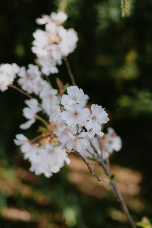 small white flowers against a dark background