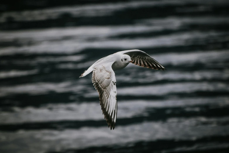 a seagull flying in the sky over the ocean