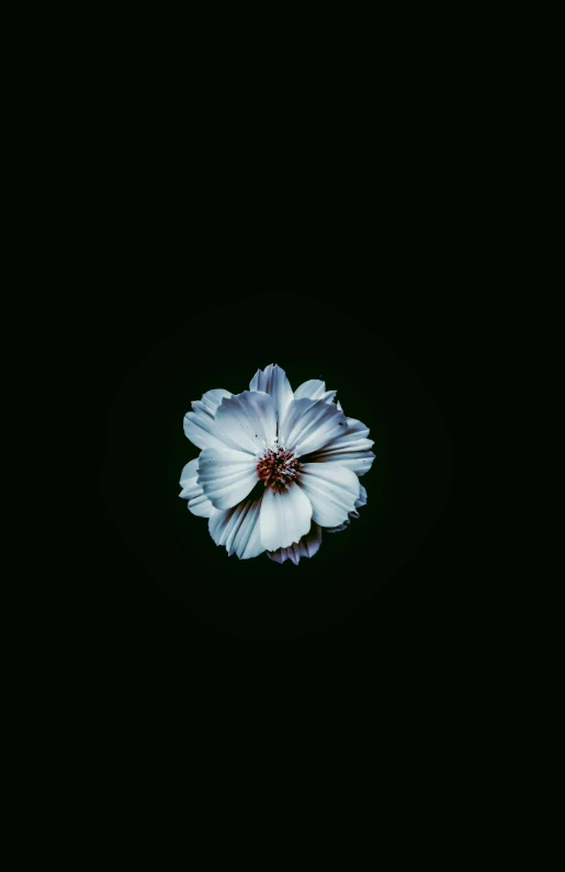 a white flower in black background with one flower still attached