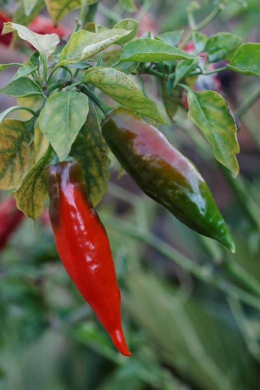 long green red chili pepper on the plant