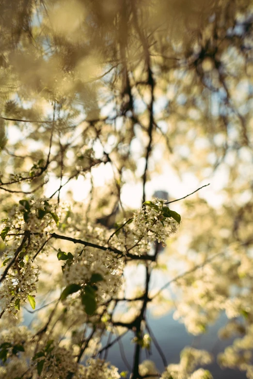 the nches of a tree are blossoming with white flowers