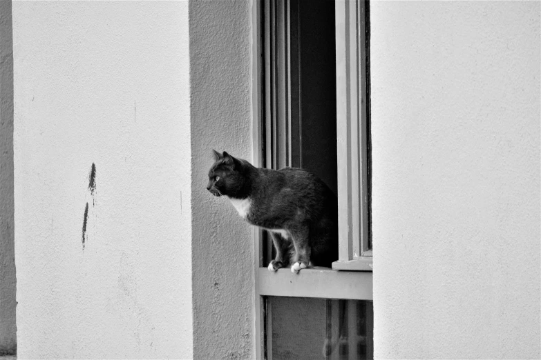 a black and white cat sitting on a window sill