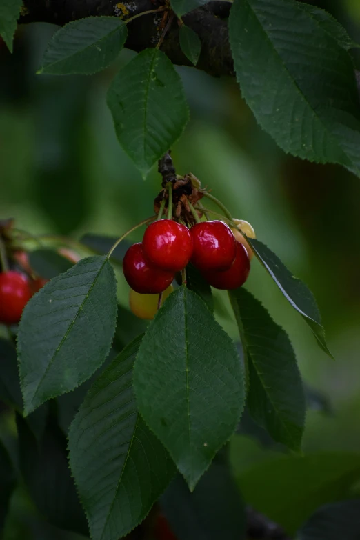 the cherries are still clinging on the nch in this area