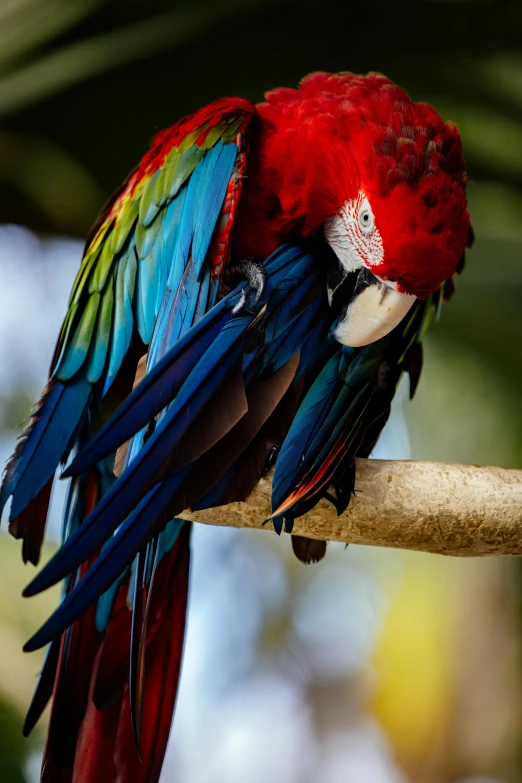 a colorful bird is sitting on a perch