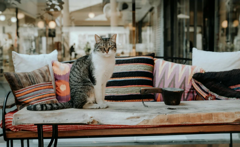 cat sitting on a bench with pillows on top