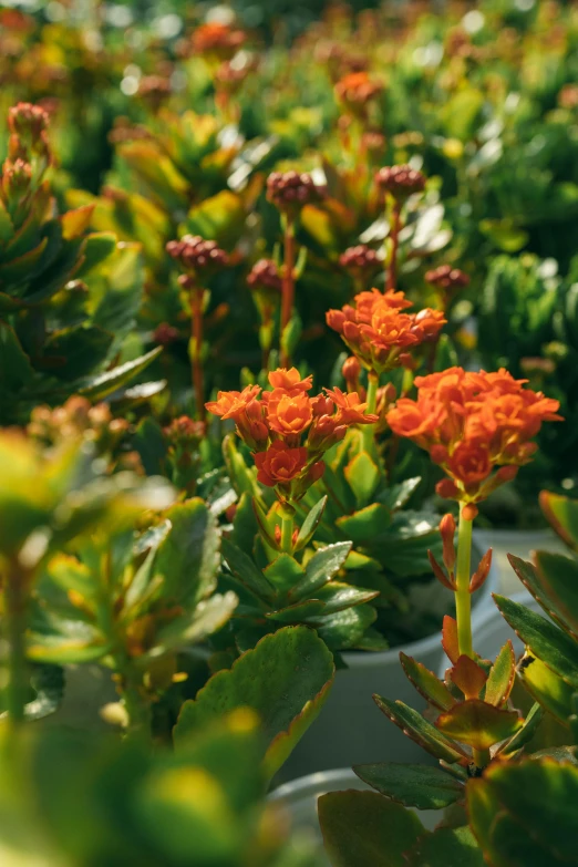 the plant is orange and blooming bright