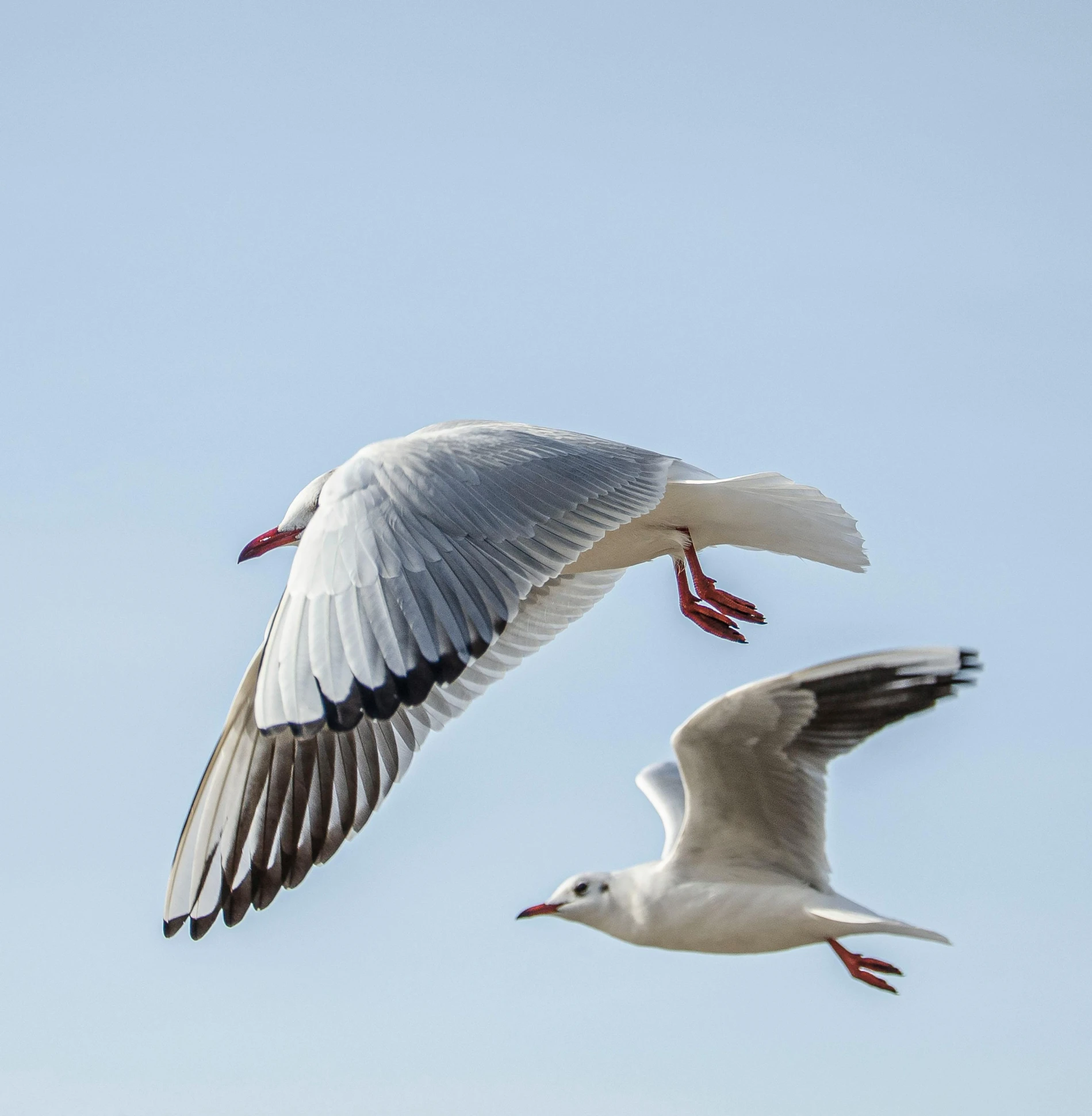 a seagull flying over another bird in the sky