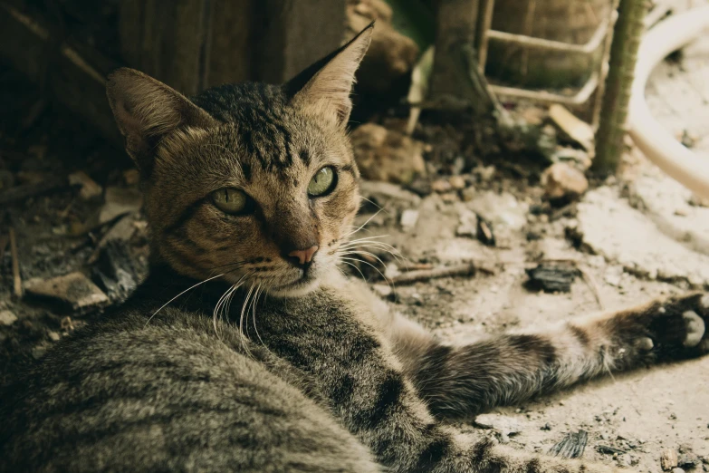 a cat sitting on the ground in dirt near a fence