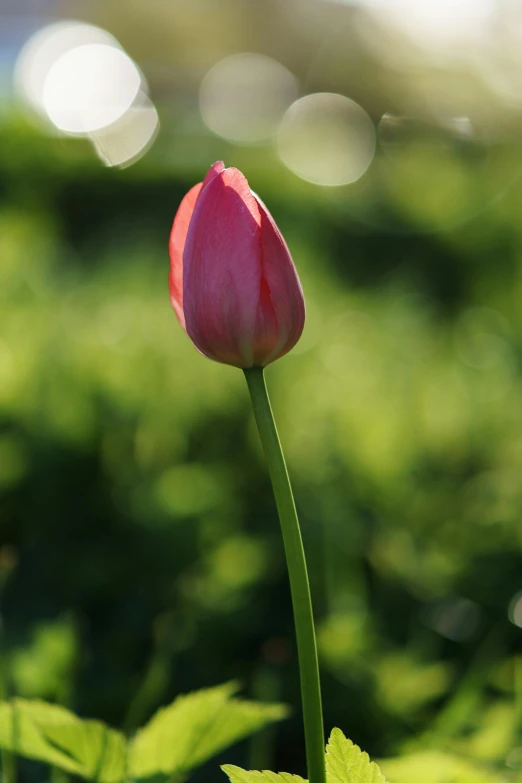 a red tulip standing up in a garden