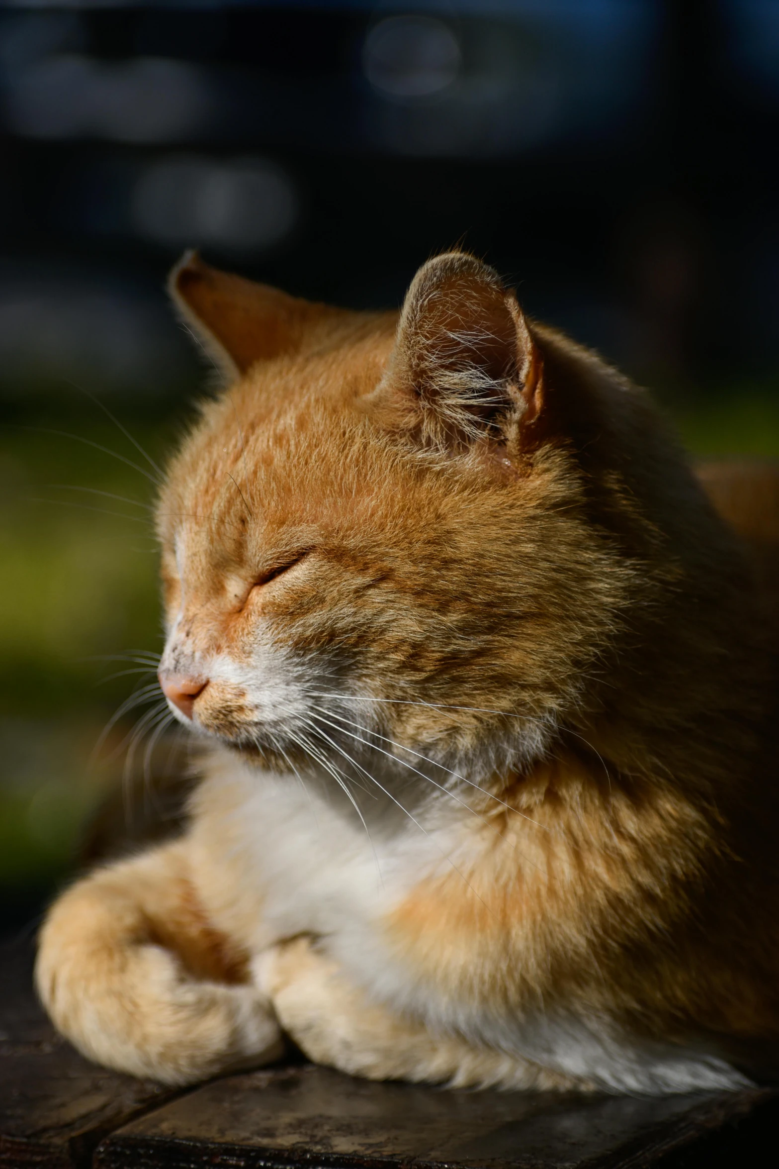 a very cute orange cat with it's eyes closed