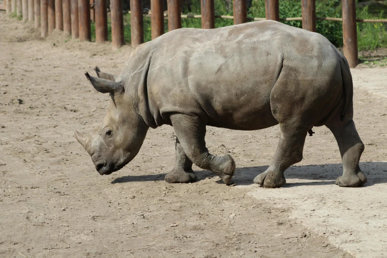 a rhino standing in dirt next to poles