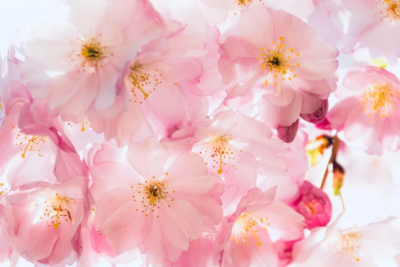 a bunch of pink flowers growing on top of each other