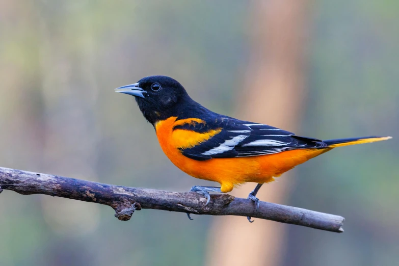 a orange and black bird standing on a nch