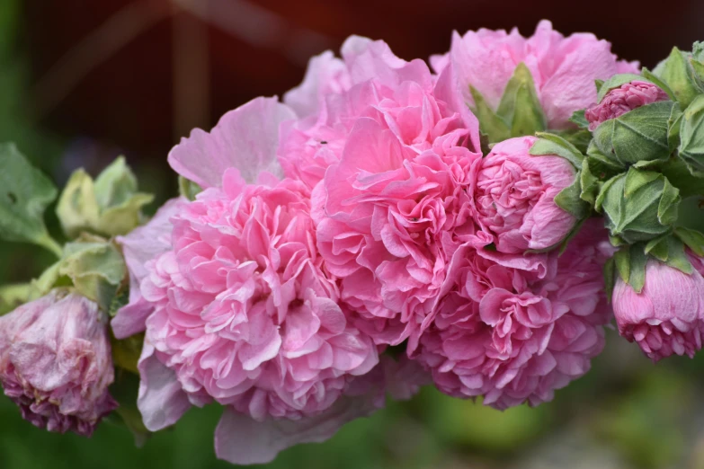 pink flowers that are on some pink flower stems