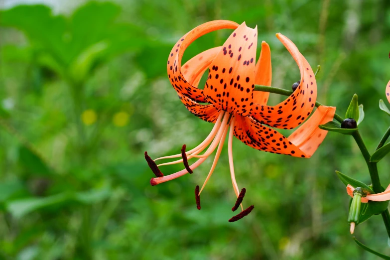 a beautiful flower with many interesting patterns on it