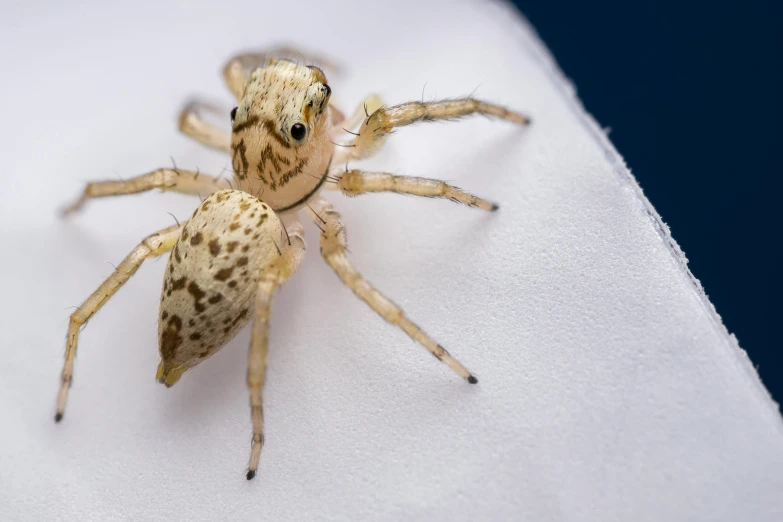 a spider with it's legs extended while standing on a surface