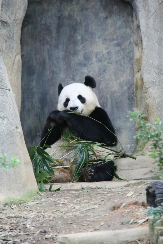 a panda bear sitting and eating grass in an enclosure