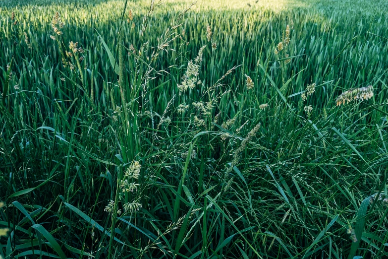 the view through the tall grass to a small pond