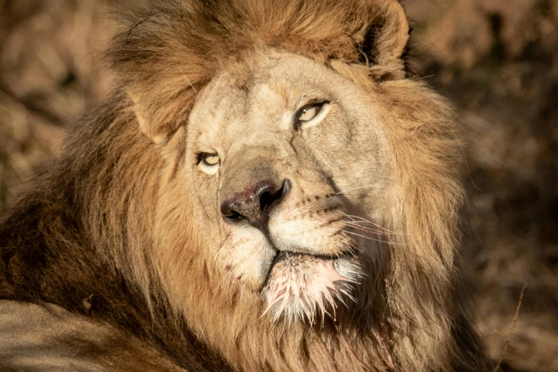 an image of a close up of a lion's face