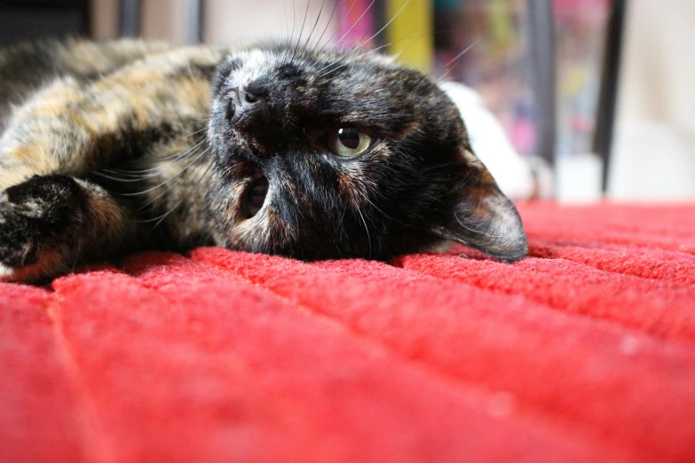 a cat laying on a red blanket on top of a table