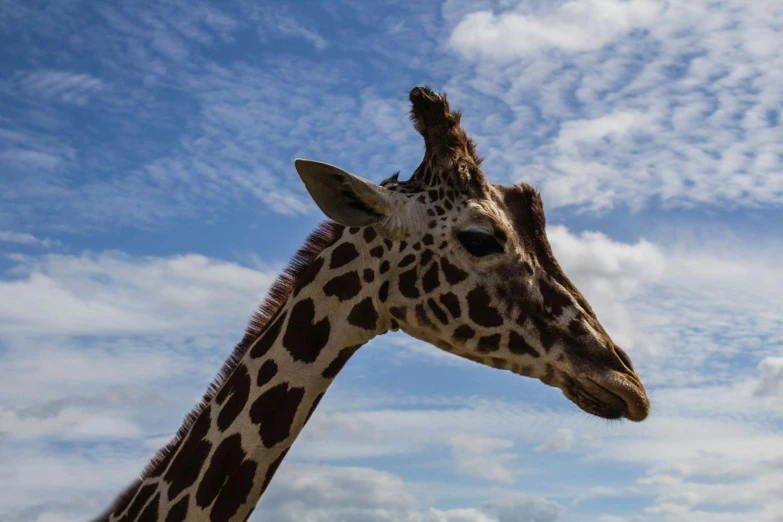 a close up of a giraffe's head against a cloudy sky