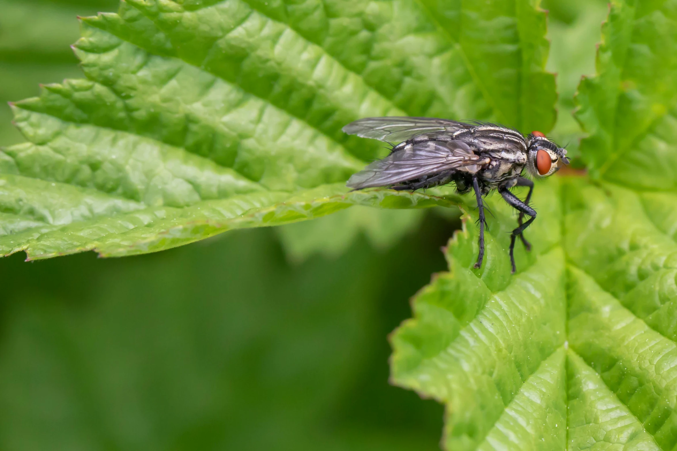 a fly sitting on a leaf of some sort