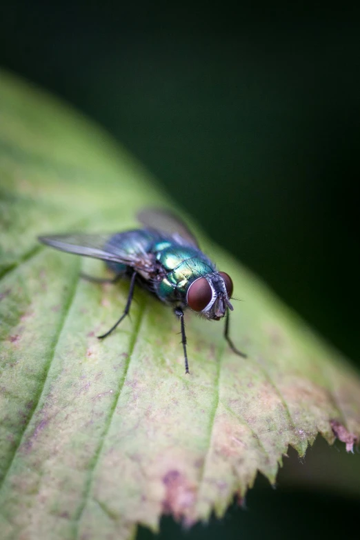 a green bug is sitting on a leaf