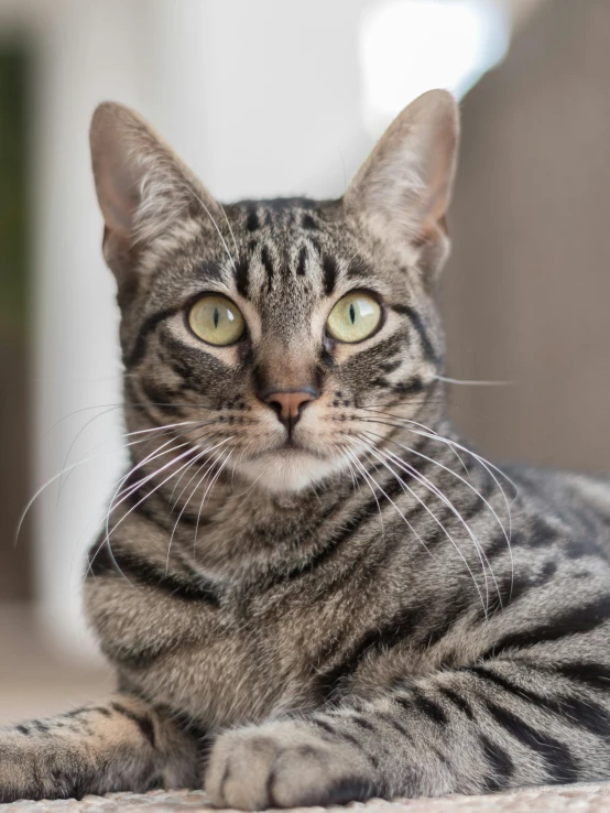 a grey cat with green eyes lying down