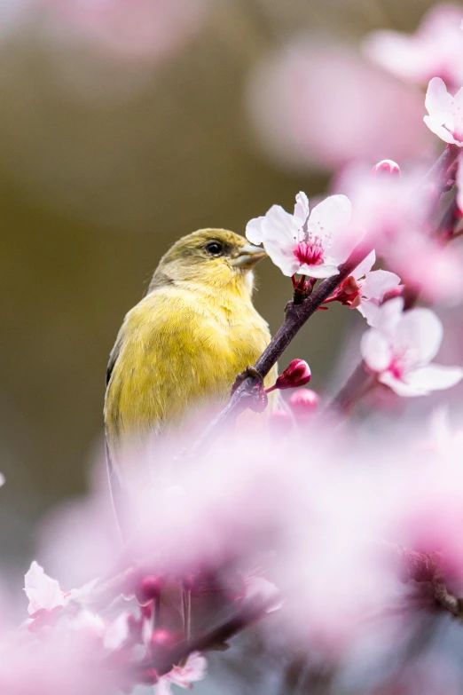 a small yellow bird sitting on a nch of a flowering tree