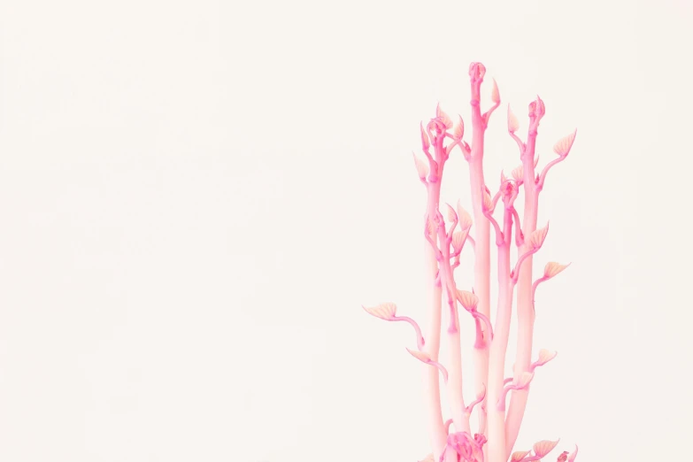 a couple of long thin flowers in a pot