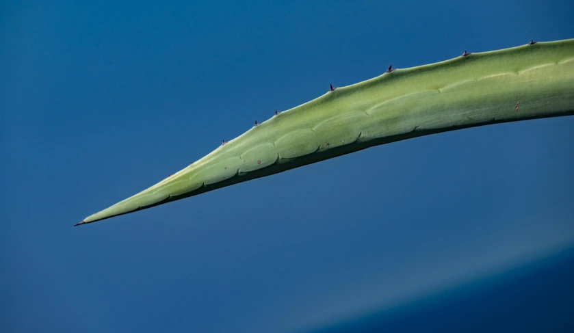 an image of the side view of a leaf in the air