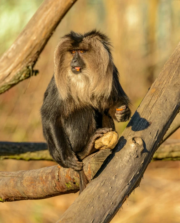 a monkey is sitting on a tree limb