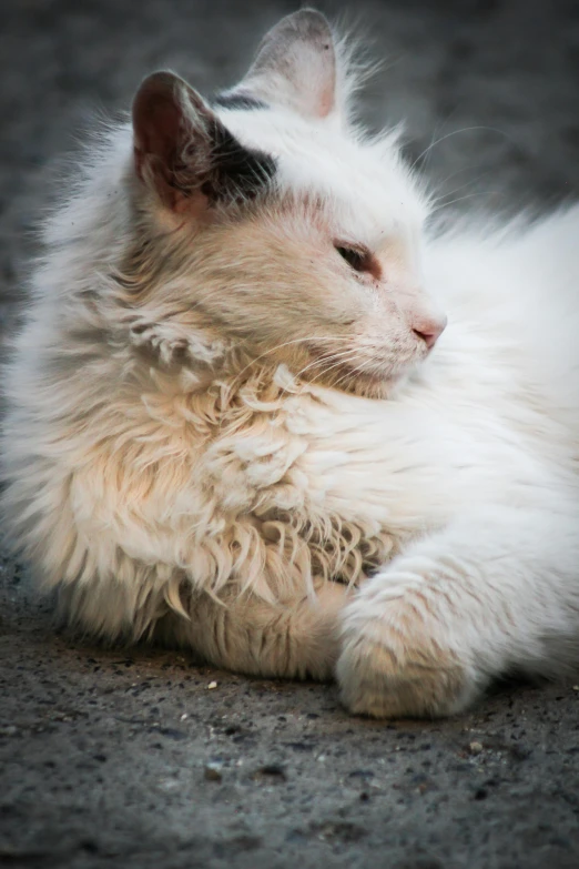 a fluffy white cat rests on the ground