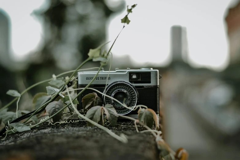an old camera is on the ledge near some plants