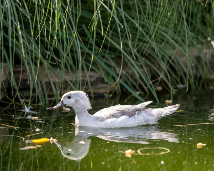 a baby duck in a body of water