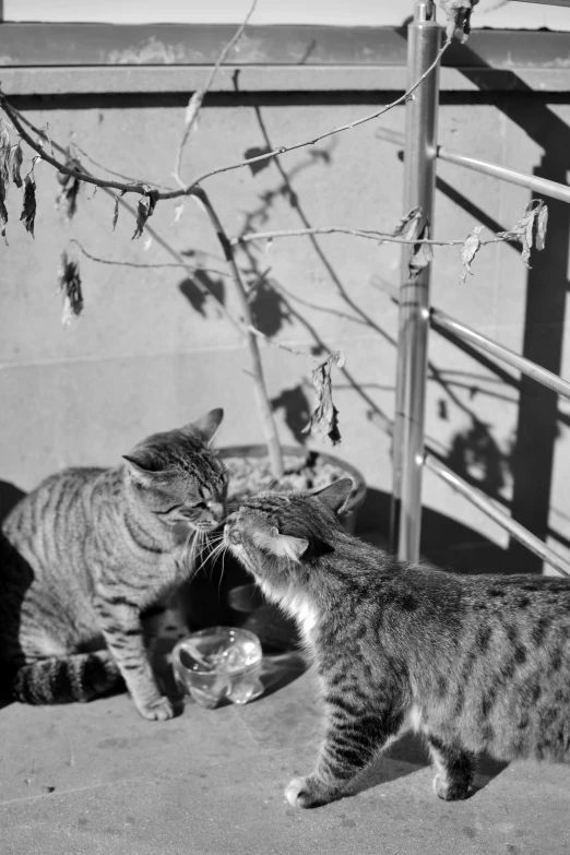 two cats are on the floor playing with each other