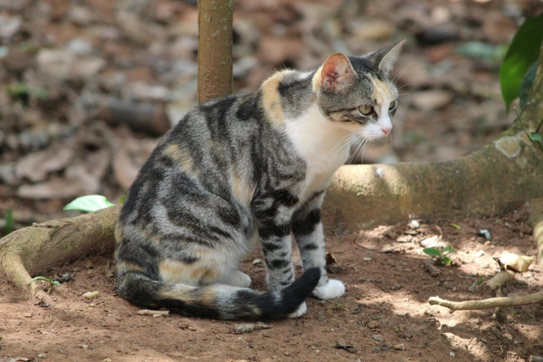 a cat sits on the ground in front of a tree