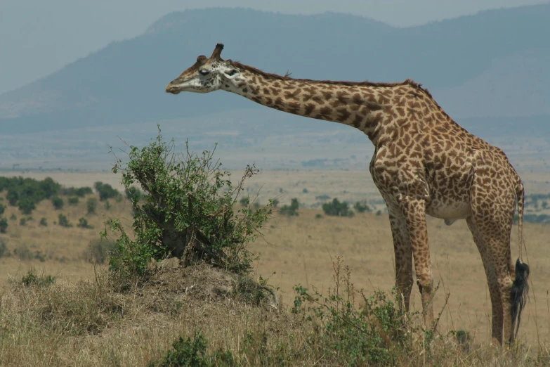 a single giraffe is standing in the middle of the field