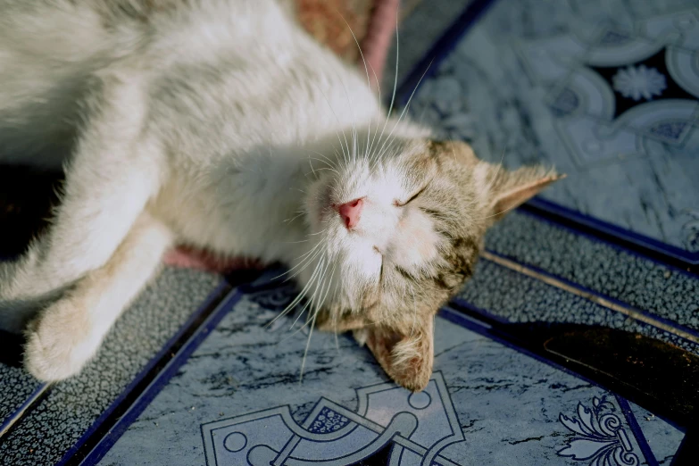 a cat stretching its head on top of an area rug