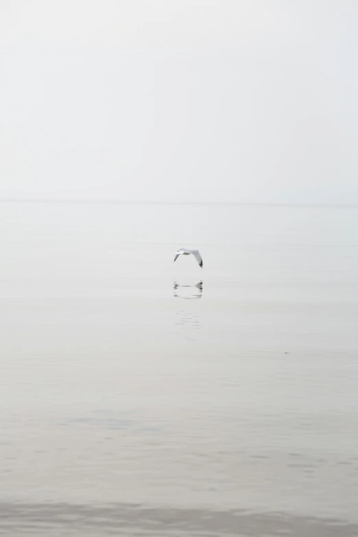 a seagull flying over the ocean on a cloudy day