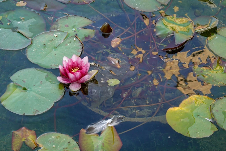 a pink flower that is sitting in some water