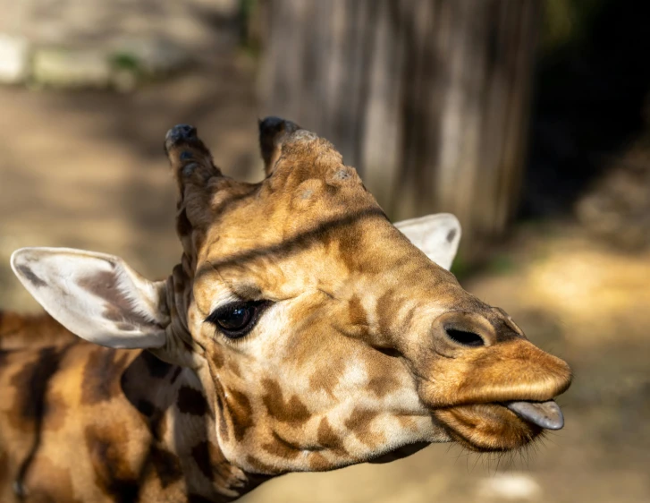 a baby giraffe is licking its mother's cheek