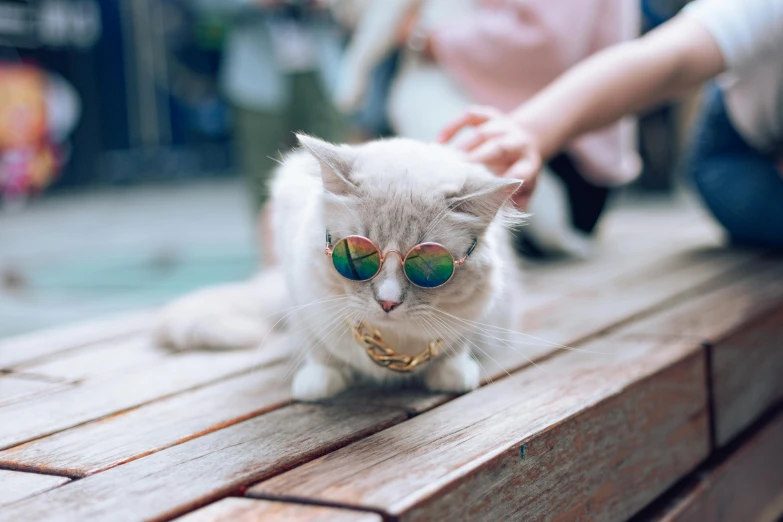 there is a cat wearing sunglasses on a bench