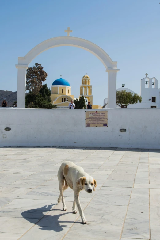 a white dog walking across a cement walkway