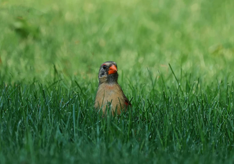 a bird stands in tall grass with his eyes closed