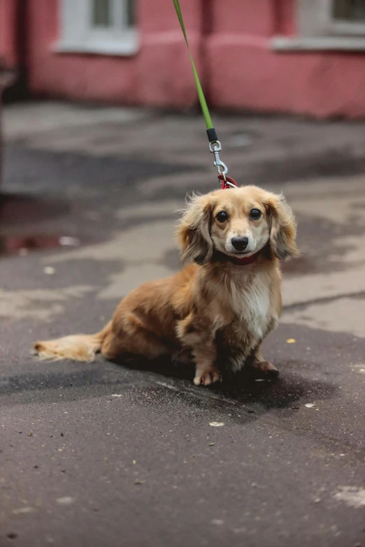 a brown and white dog on a leash