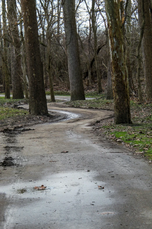 an empty street has very many trees in the woods